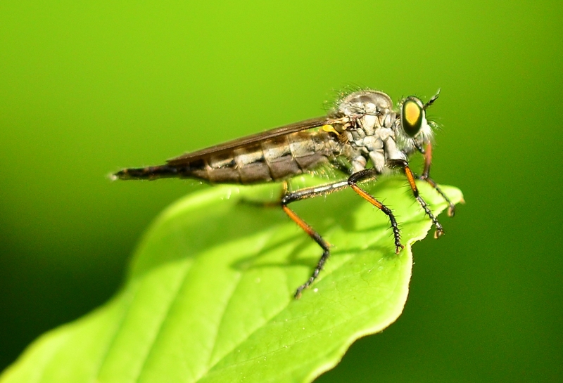 Asilidae da Id.